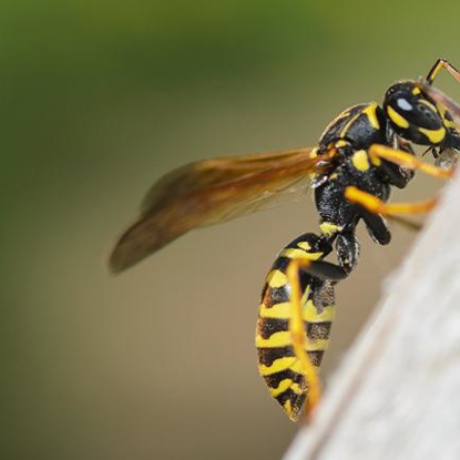 Stinging Insects   Photo